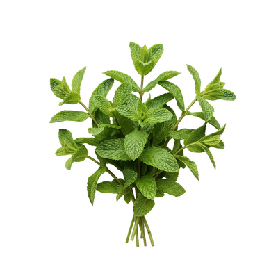Peppermint Oil & Leaf Extract