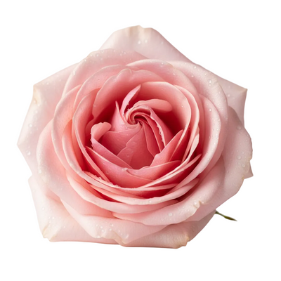 Rose Flower Water