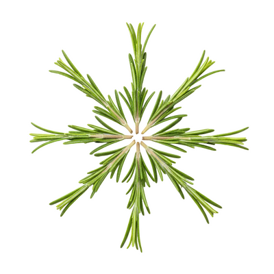 Rosemary Leaf Oil