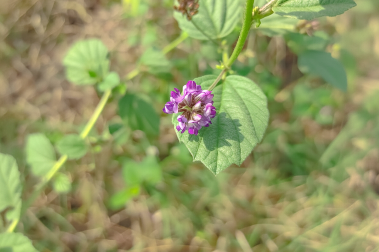 Bakuchiol: The Plant-Based Retinol Alternative Your Skin Will Thank You For