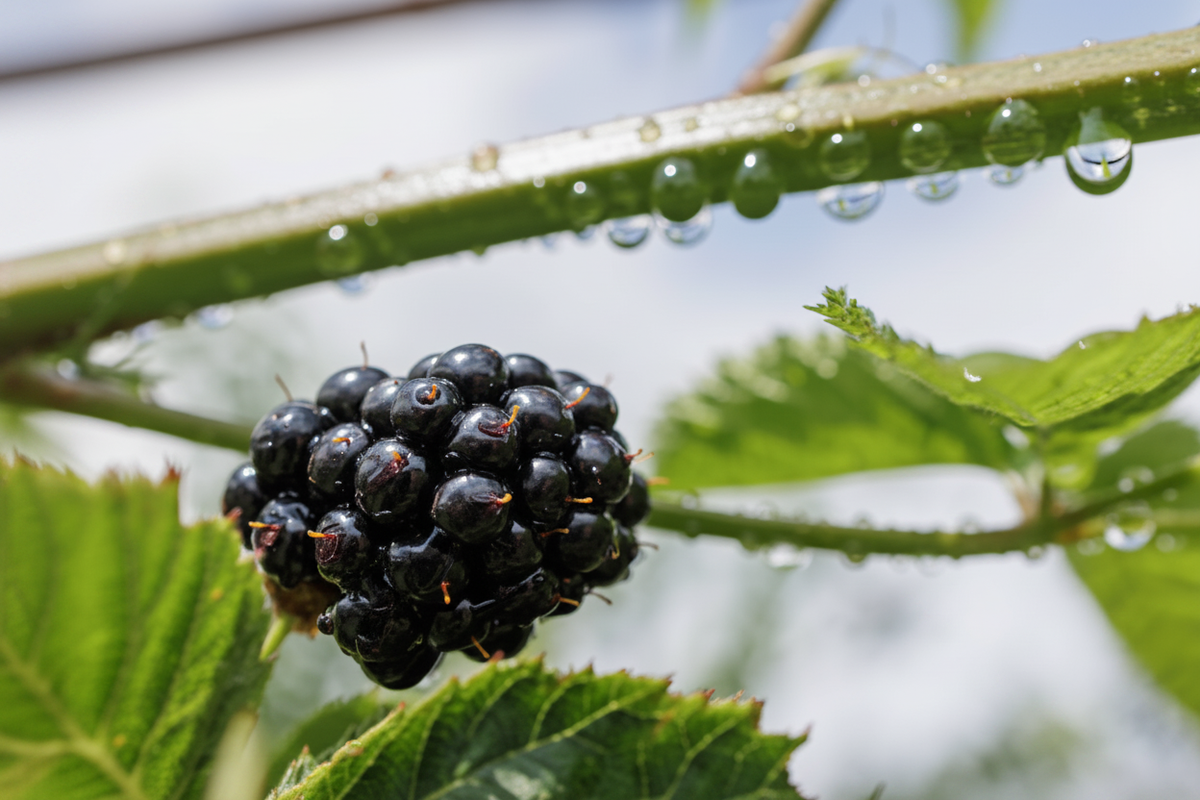 Blackberry Fruit Extract: What's Actually in the Berry