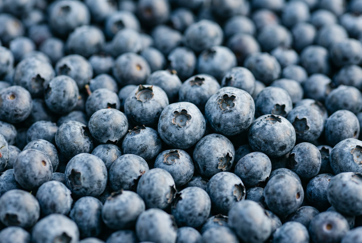 Close-up of blueberries with a natural dusty blue bloom.