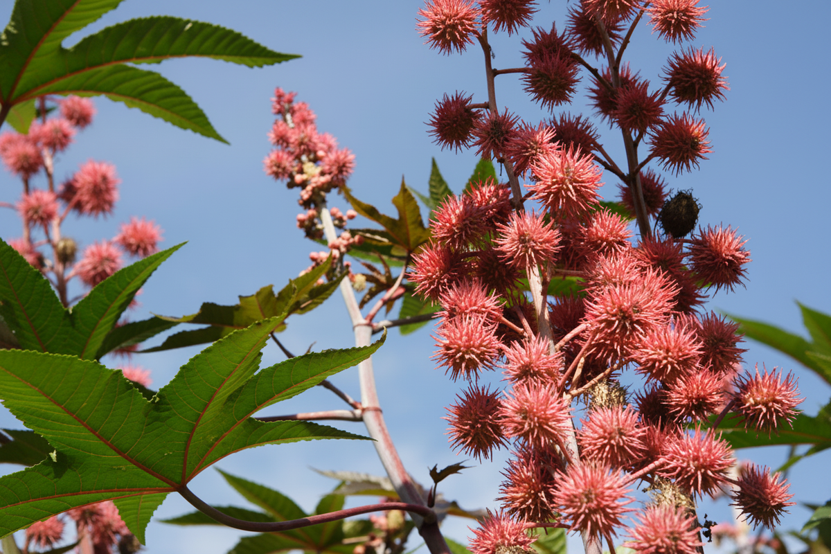 pink-red castor pods against blue sky 