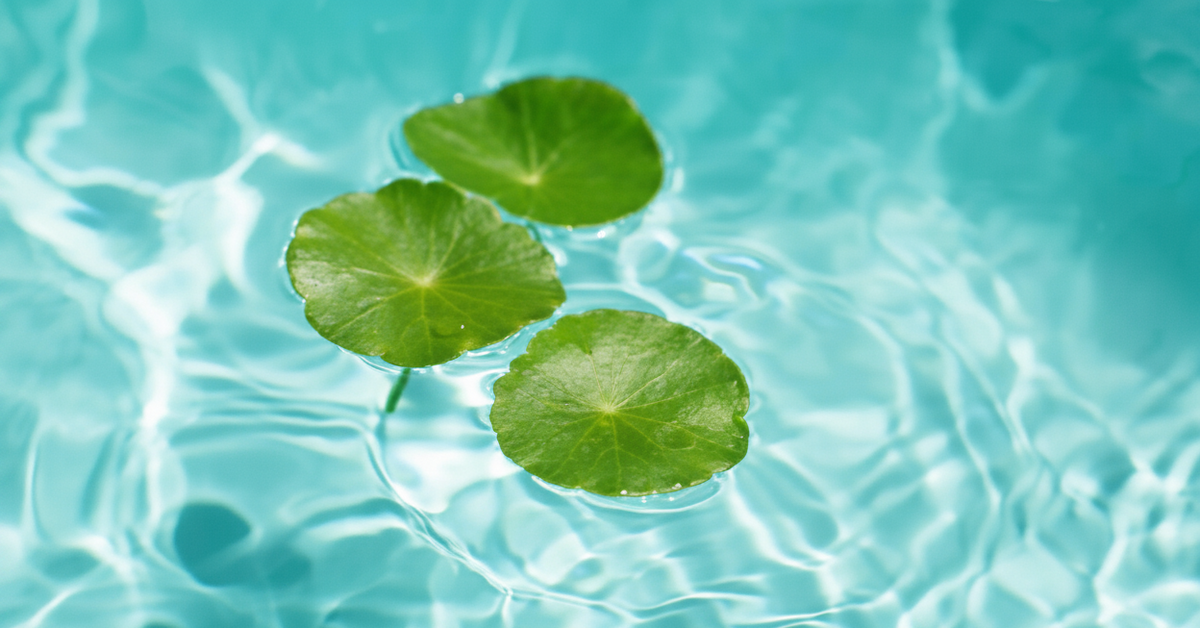 Centella Asiatica plant floating in water