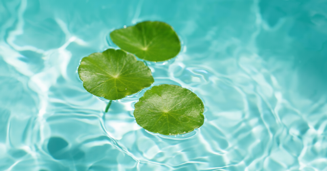 Centella Asiatica in Skincare: The Calming Botanical Behind Barrier Repair