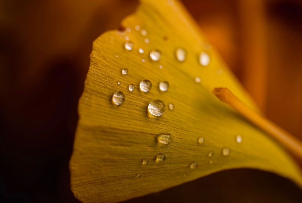 Ginkgo Biloba Leaf Extract: The Living Fossil in Your Skincare
