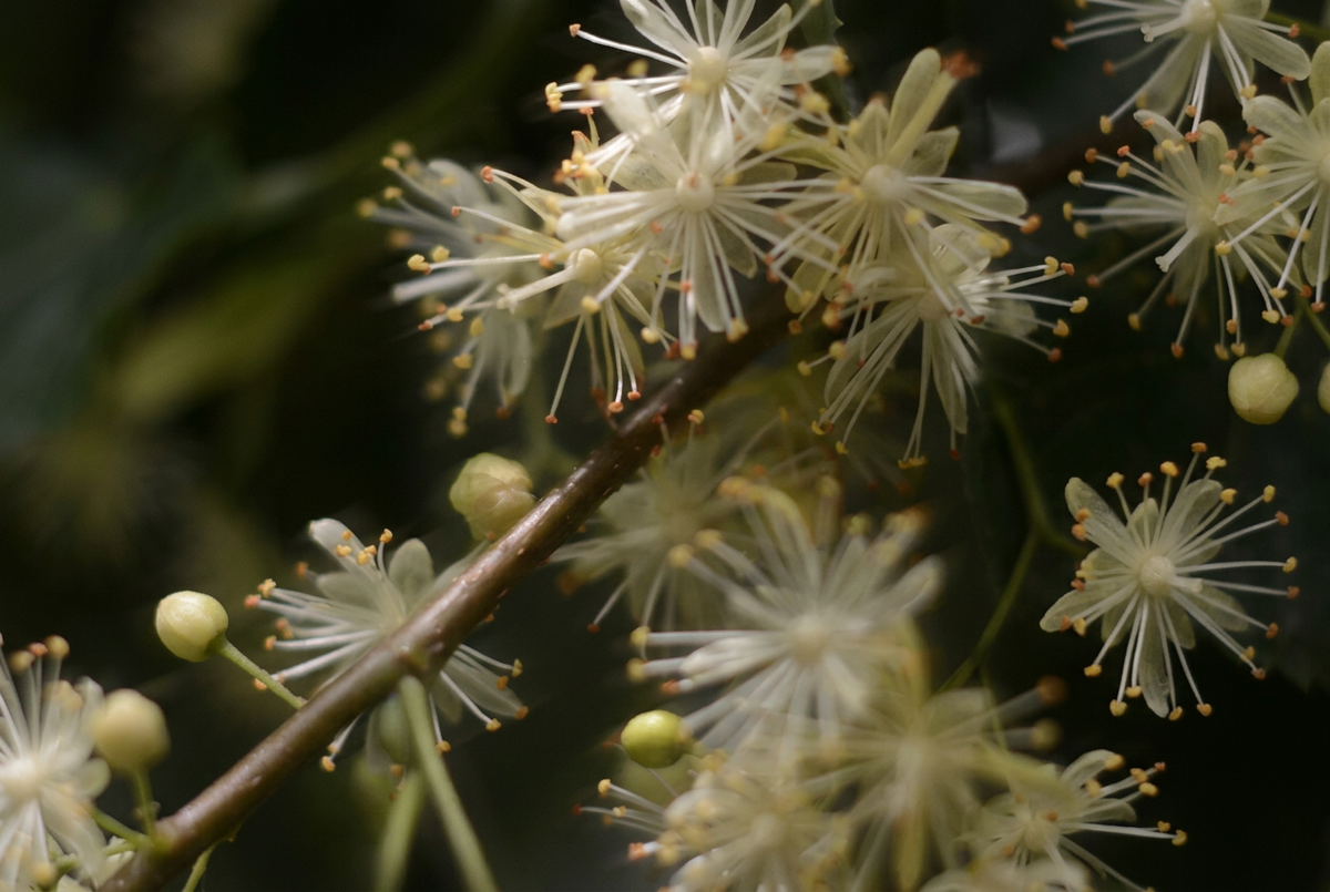 Linden Flower Extract: A Gentle Botanical for Skin, Scalp and Hair
