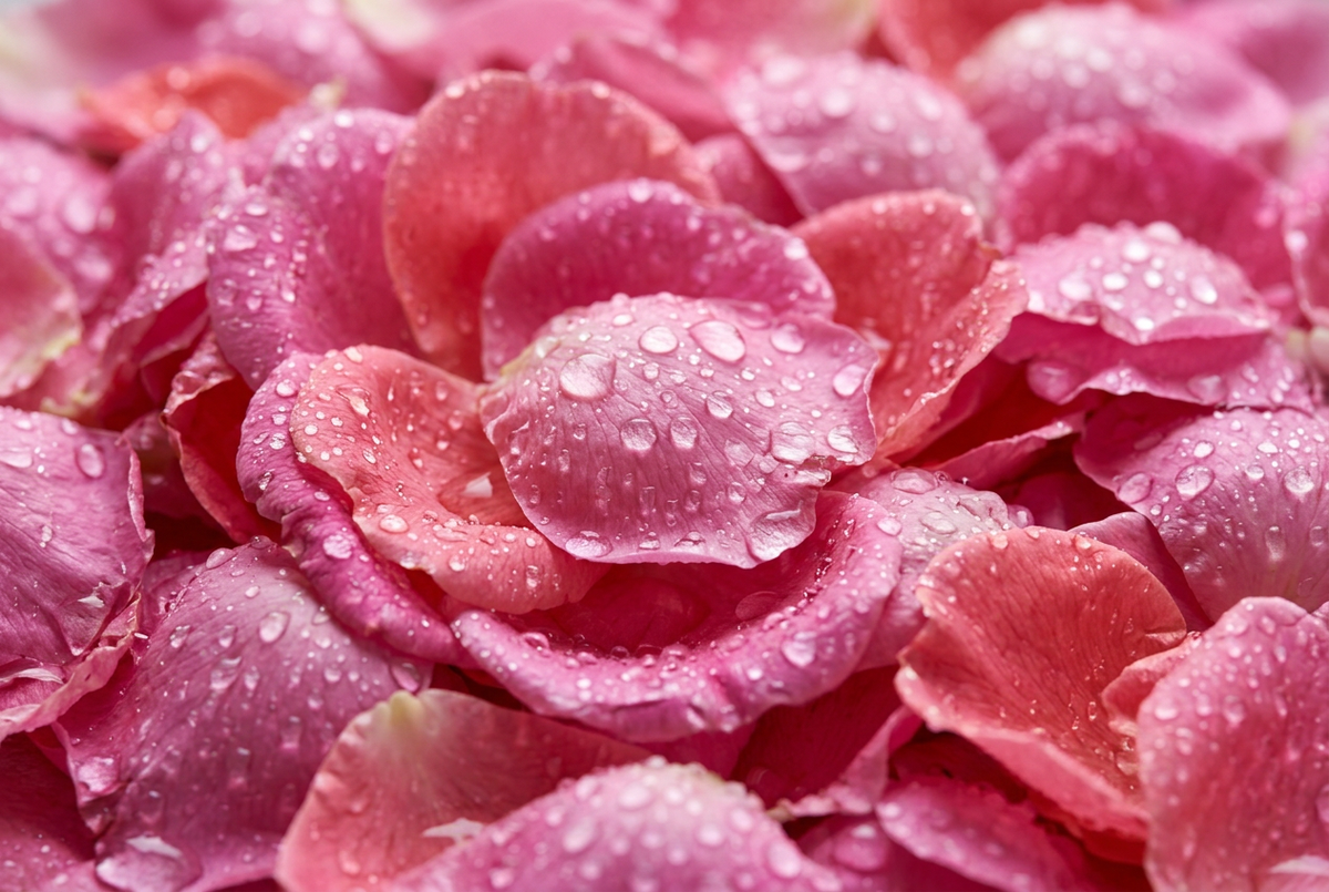 Pink rose petals covered in delicate water droplets.