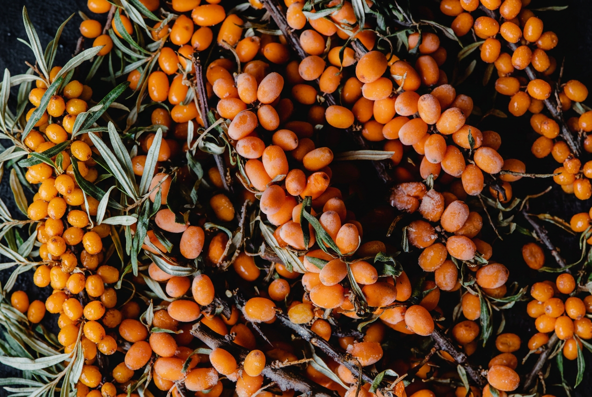 Sea Buckthorn: The Omega-Rich Berry for Nourished, Radiant-Looking Skin