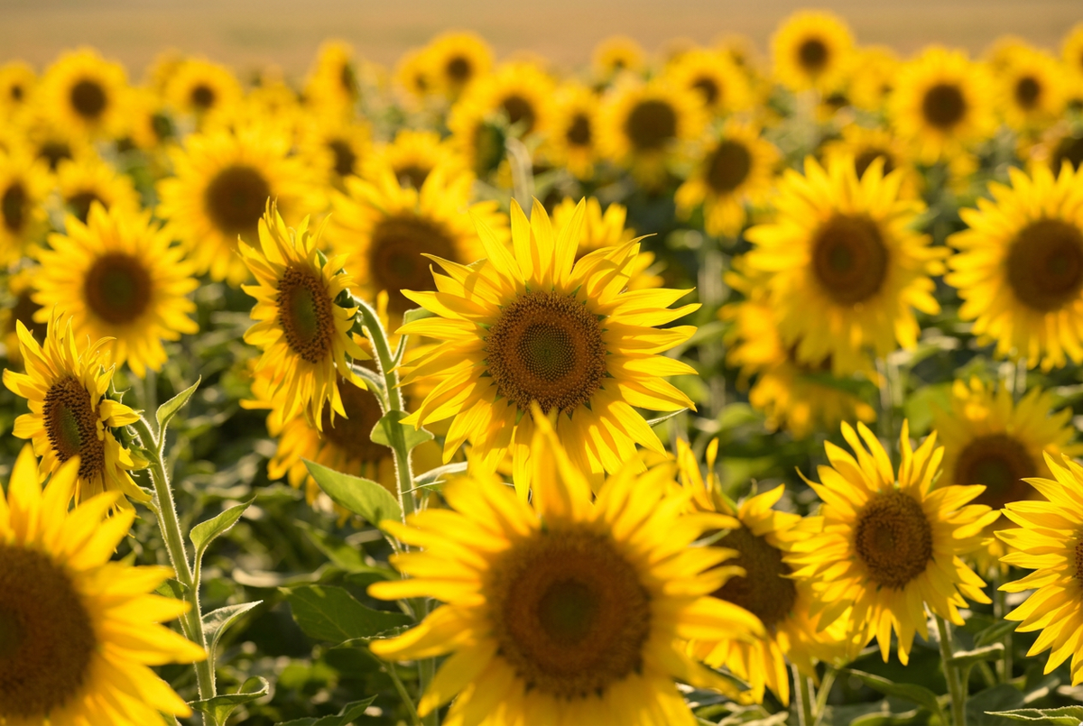 Sunflower Seed Oil: The Lightweight Oil With a Strong Research Record