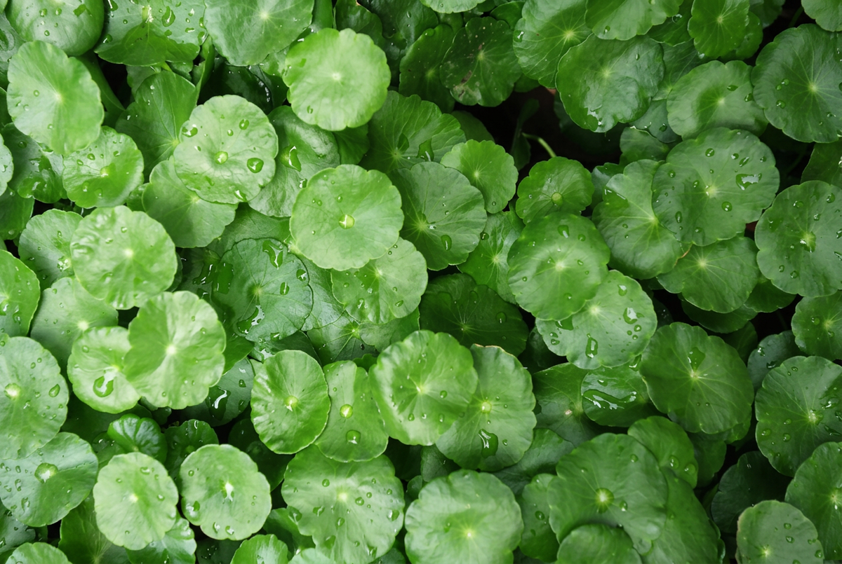 Close-up of fresh green watercress leaves covered in water droplets.