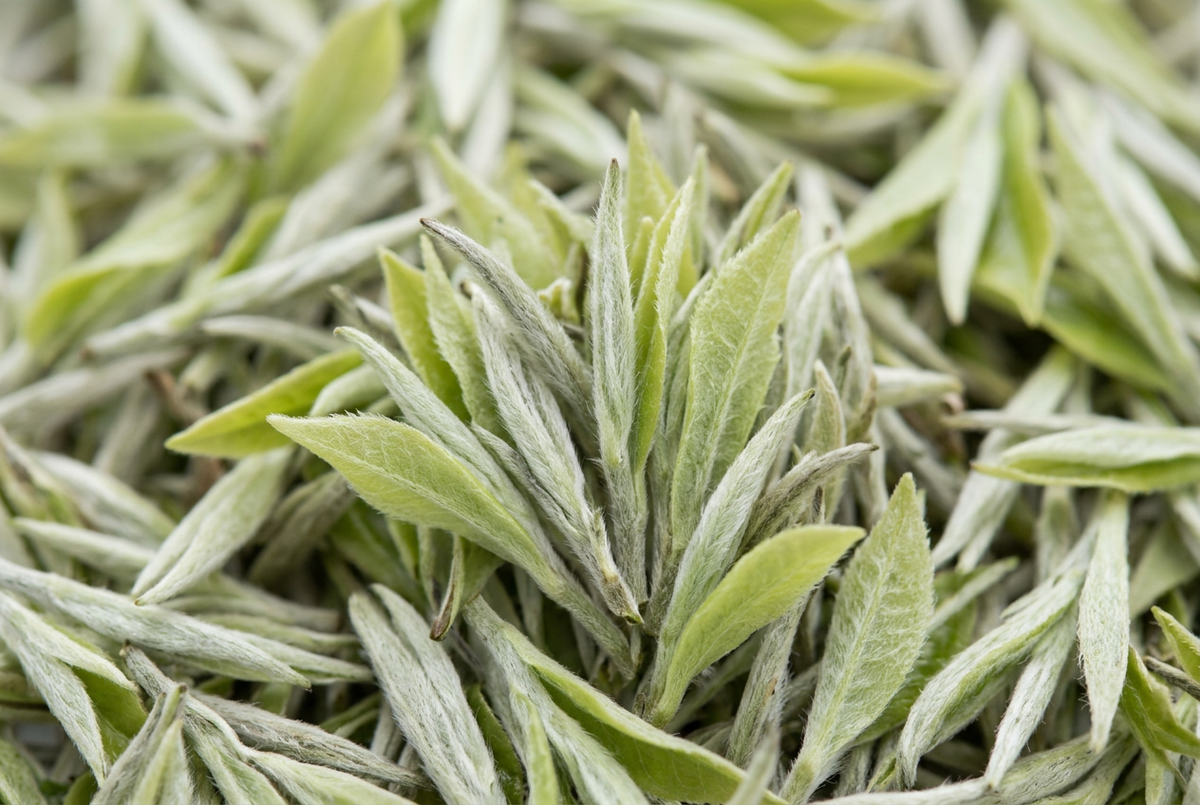 Silvery white tea buds and young green leaves with fine downy hairs.