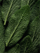Prebiotics Face Mist