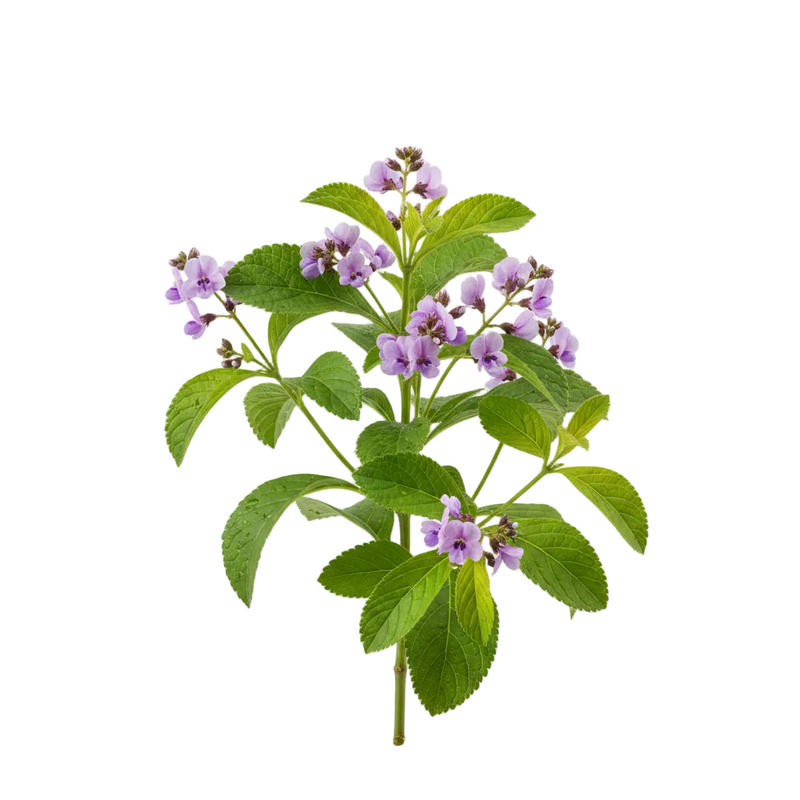 Bakuchiol 
