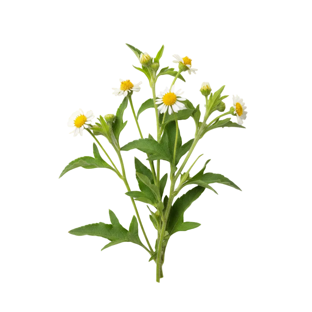 Bidens Pilosa