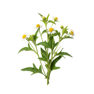 Bidens Pilosa Extract