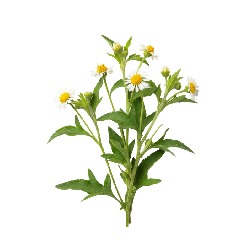 Bidens Pilosa Extract