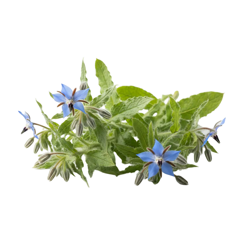 Borage Seed Oil