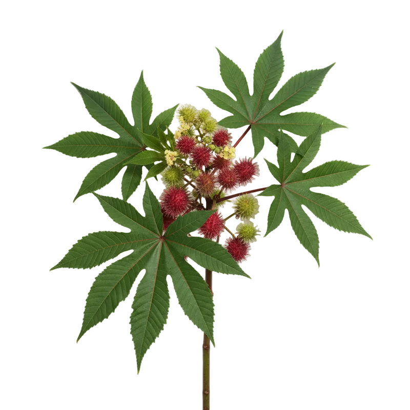 Castor Seed Oil