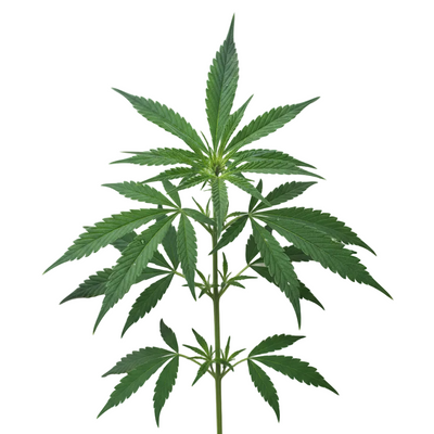Cannabidiol 