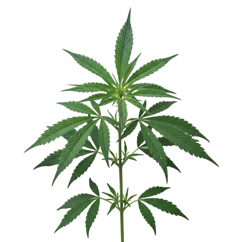 Cannabidiol (CBD)