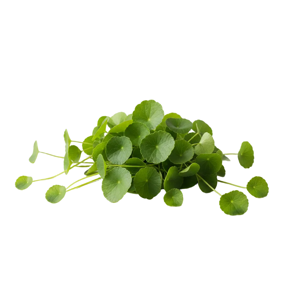 Centella Asiatica