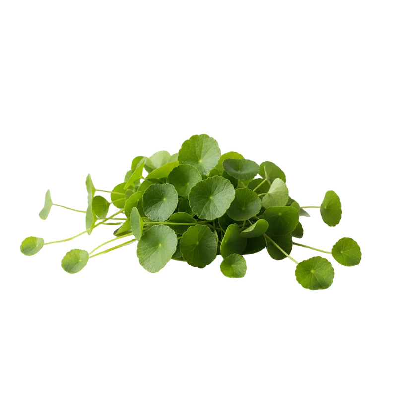 Centella Asiatica
