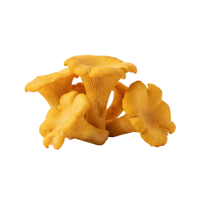 Chanterelle Mushroom Extract