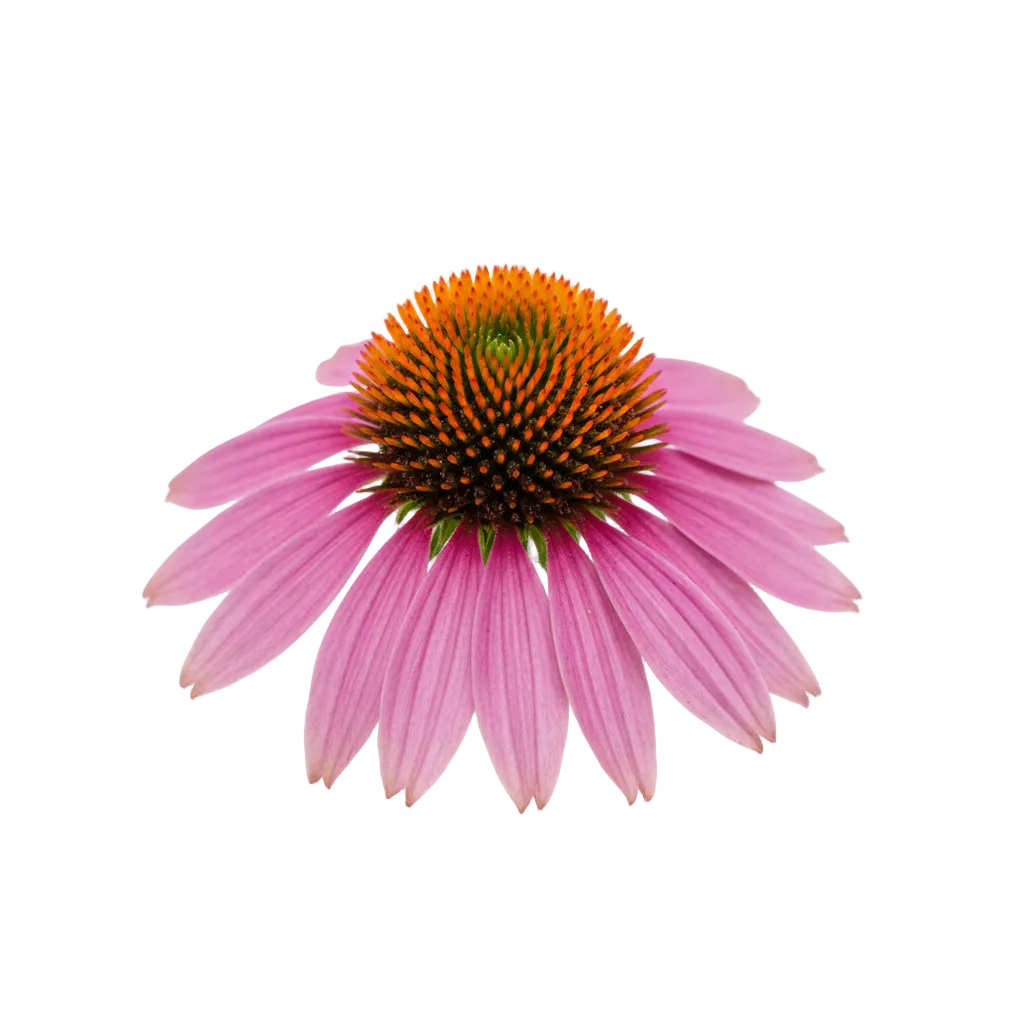 Echinacea