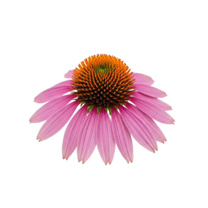 Echinacea Purpurea Extract