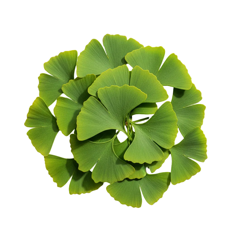 Ginkgo Biloba Leaf Extract