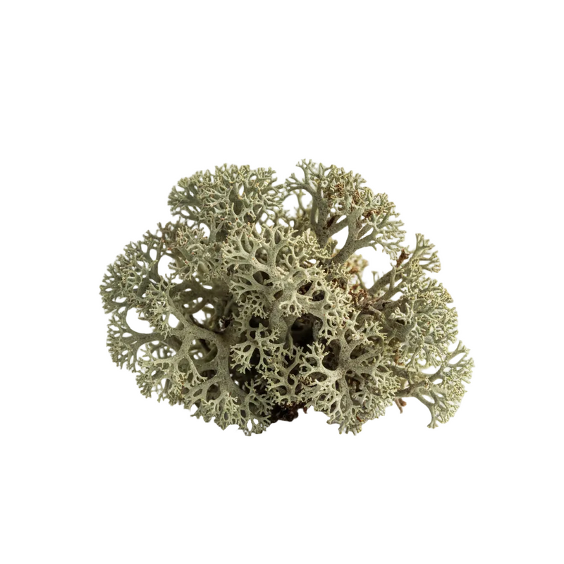 Iceland Moss Extract