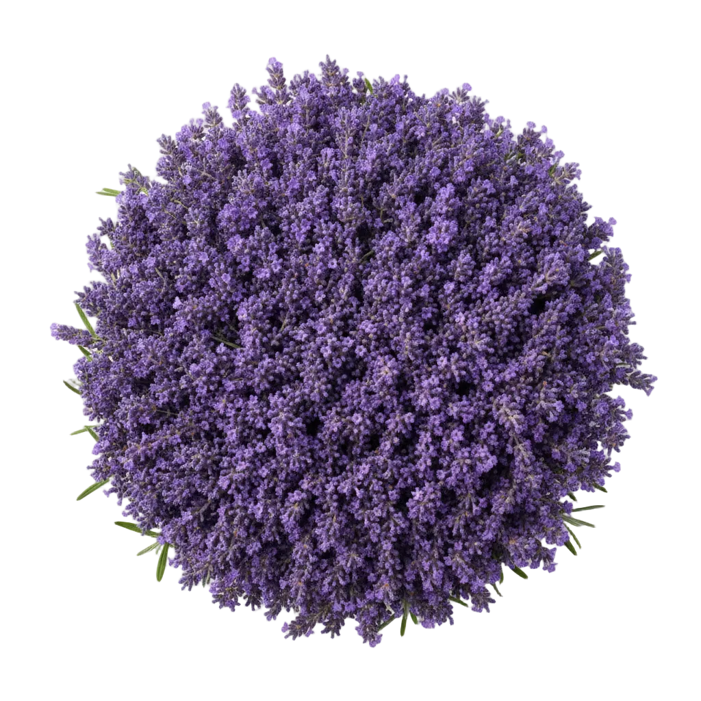 Lavender Flower Water