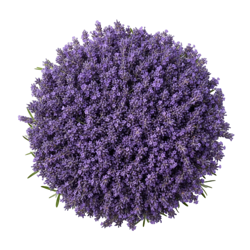 Lavender Flower Water: