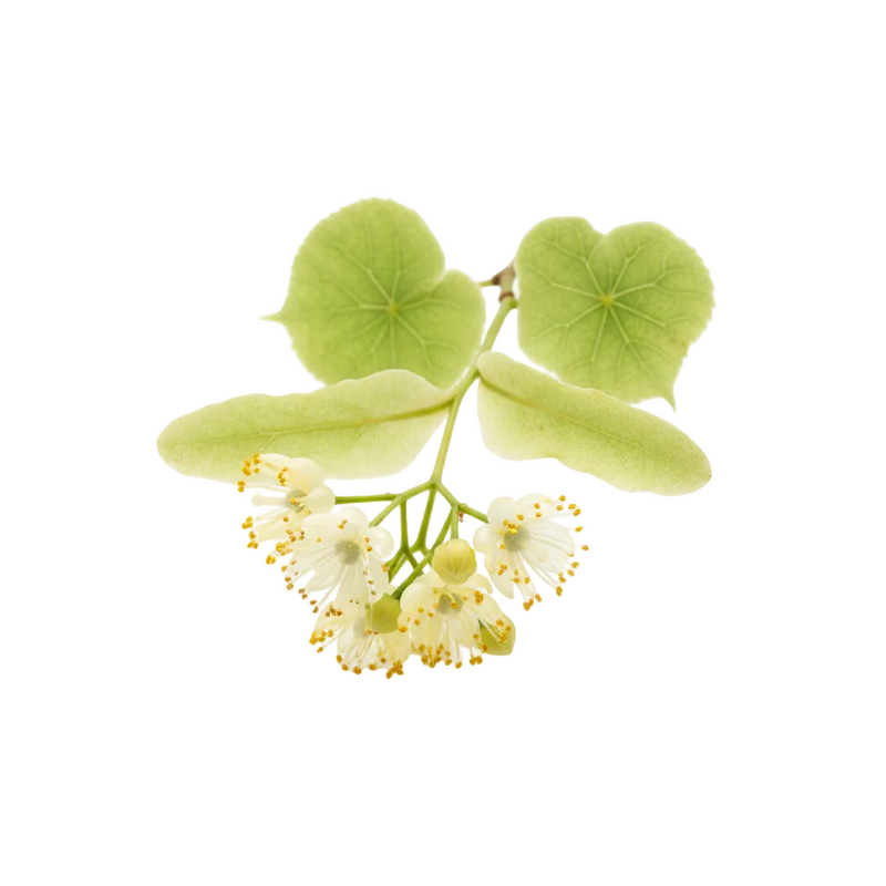Linden Flower Extract 