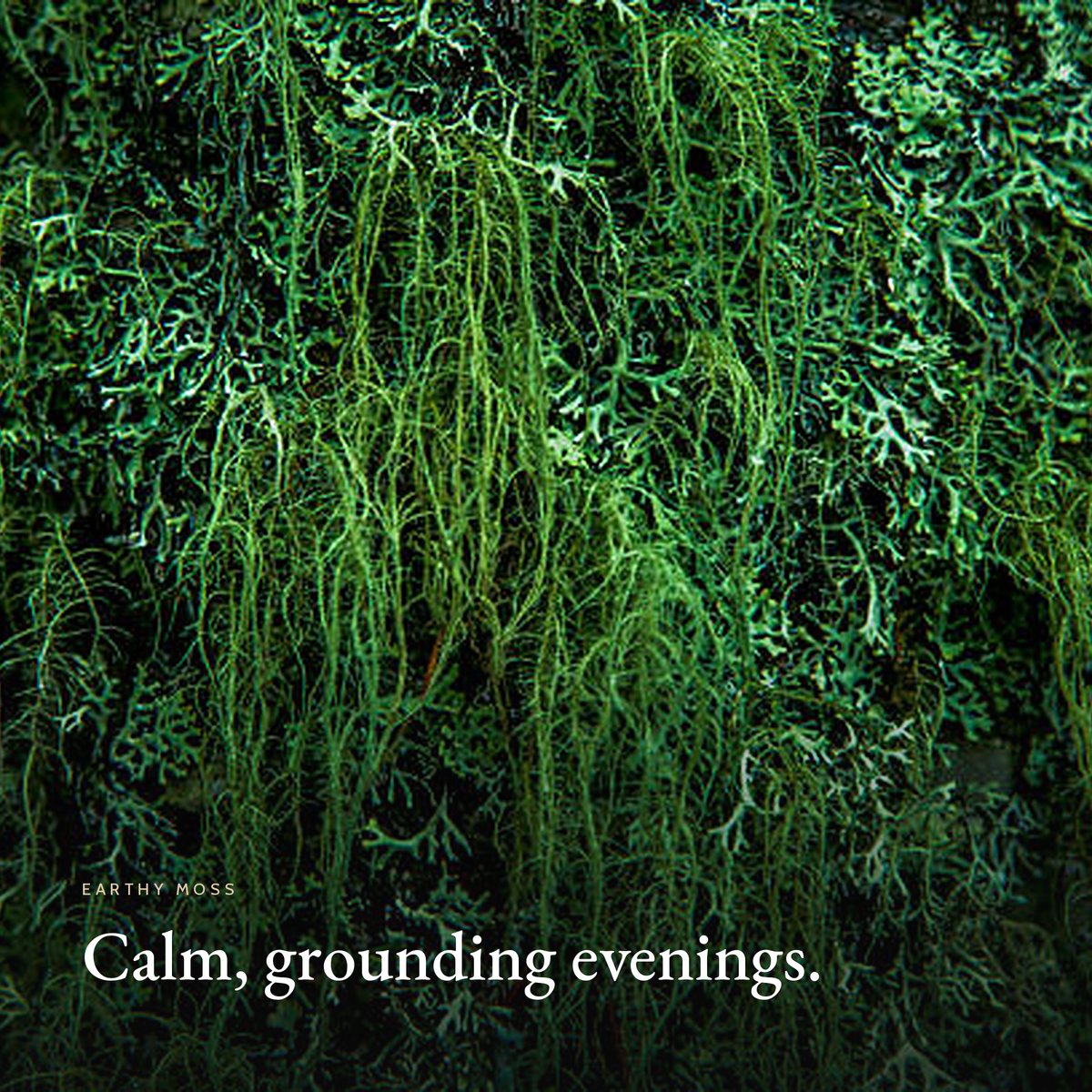 Forest moss close-up, Earthy Moss Candle mood image