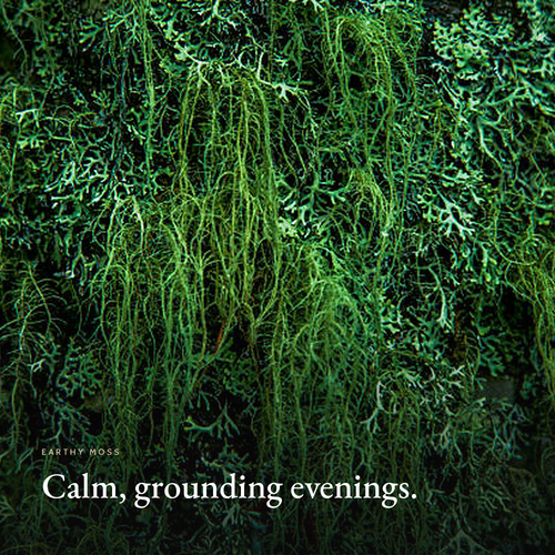 Forest moss close-up, Earthy Moss Candle mood image