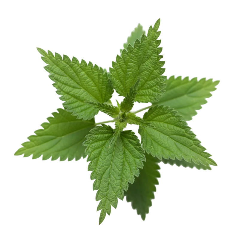 Nettle Leaf Extract