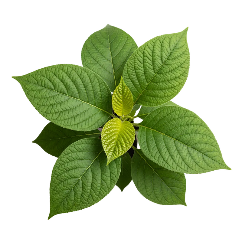 Patchouli Oil