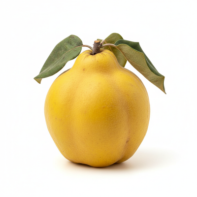 Quince Fruit Extract