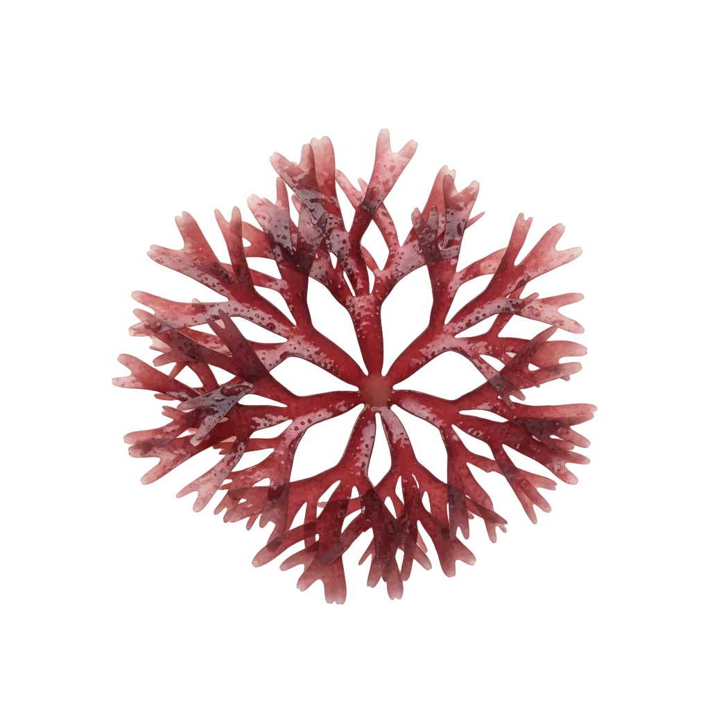 Red Algae
