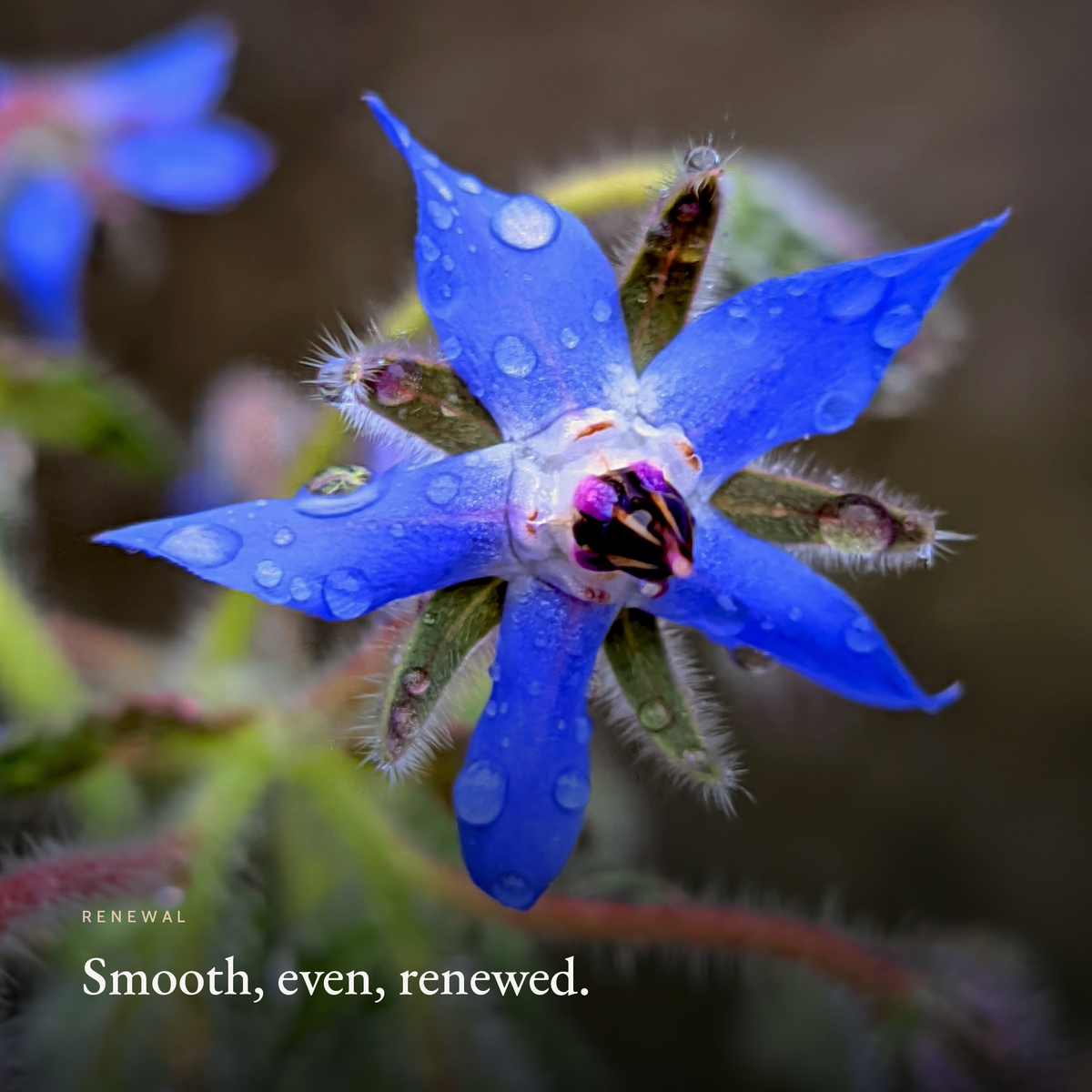 Smooth, even, renewed mood image for the Retinol Alternative Routine