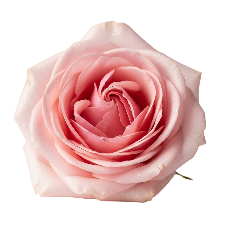 Rose Flower Water