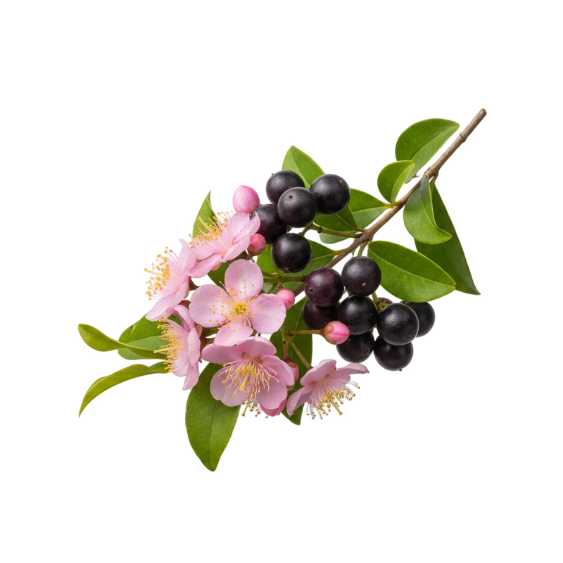 Rose Myrtle Extract