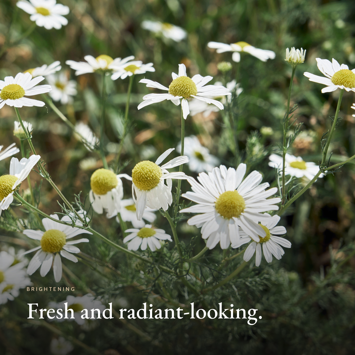 Fresh and radiant-looking mood image for AHA Exfoliating Concentrate