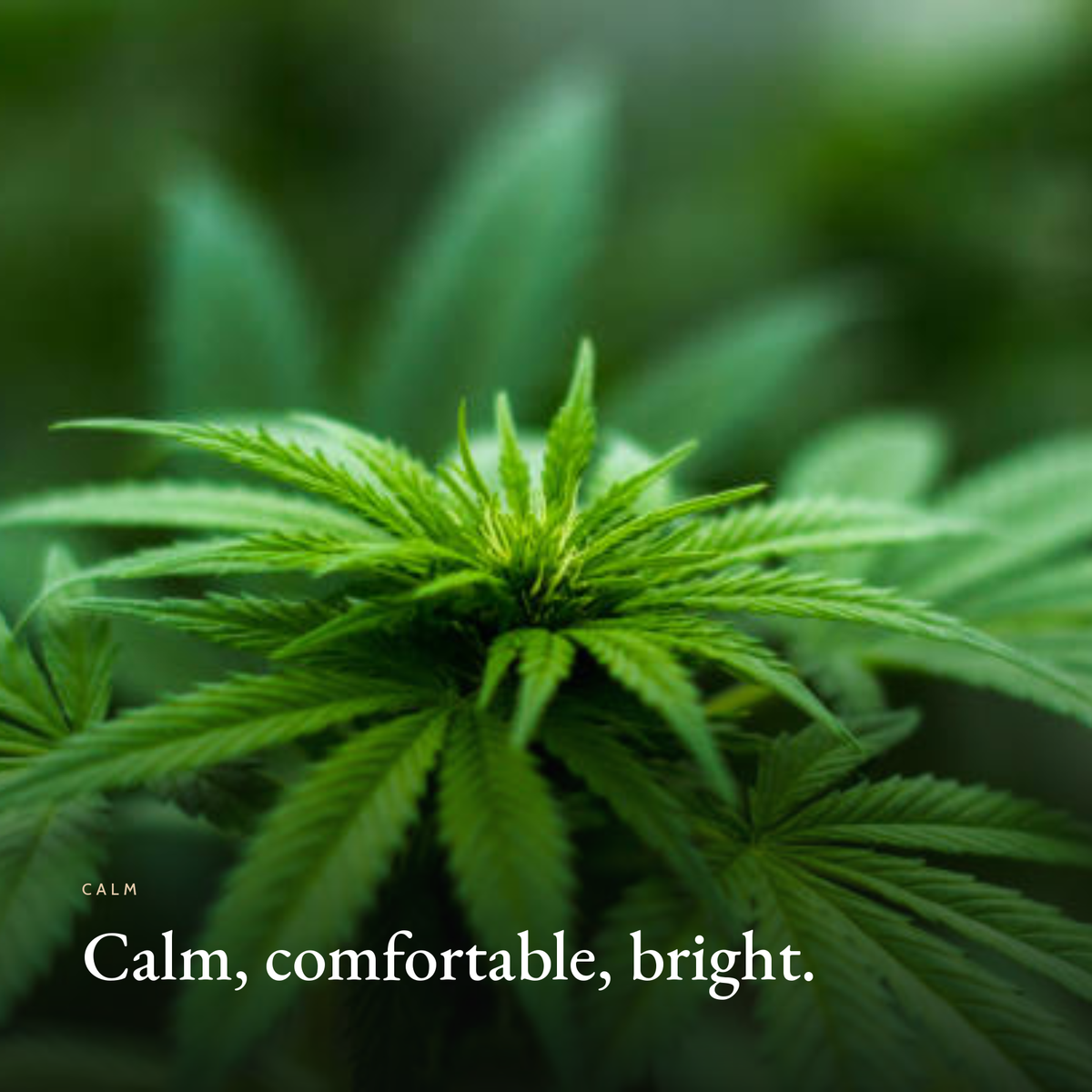 Calm, comfortable, bright mood image for Calming Eye Cream