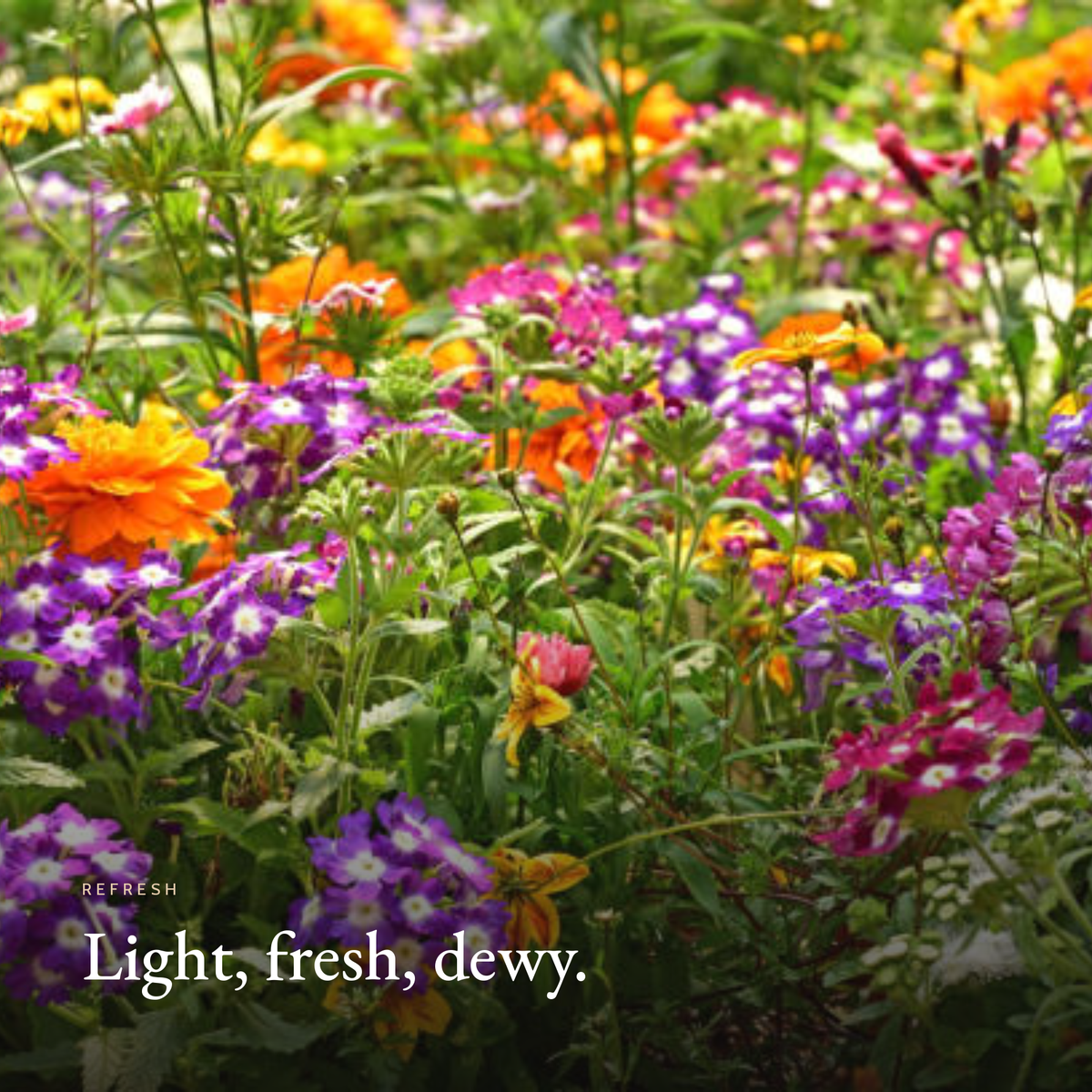 Light, fresh, dewy mood image for Prebiotics Face Mist