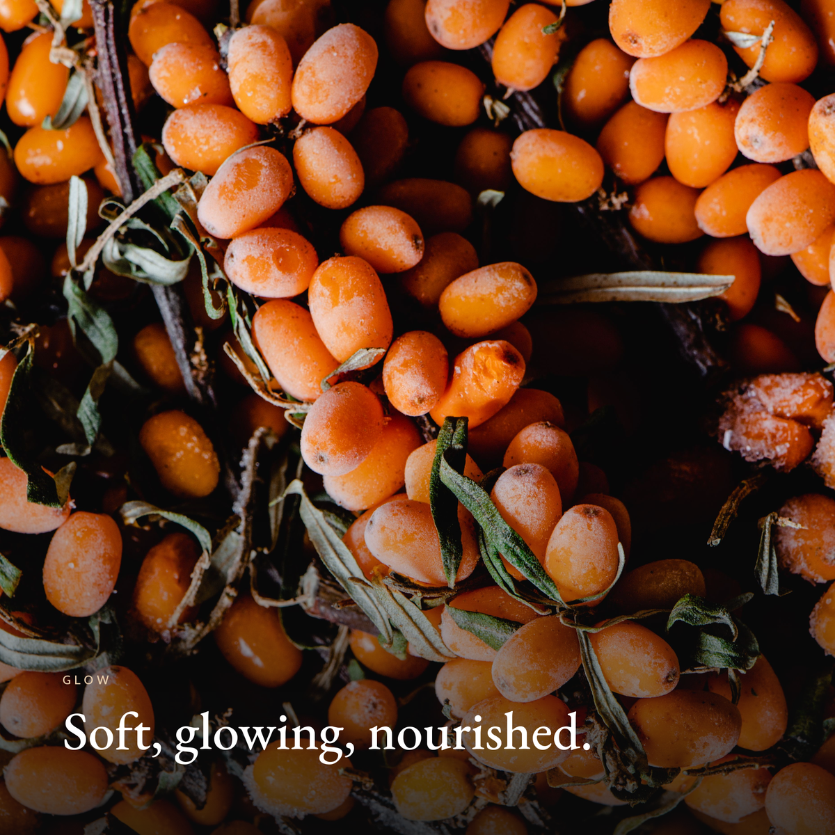 Soft, glowing, nourished mood image for Nourishing Facial Oil