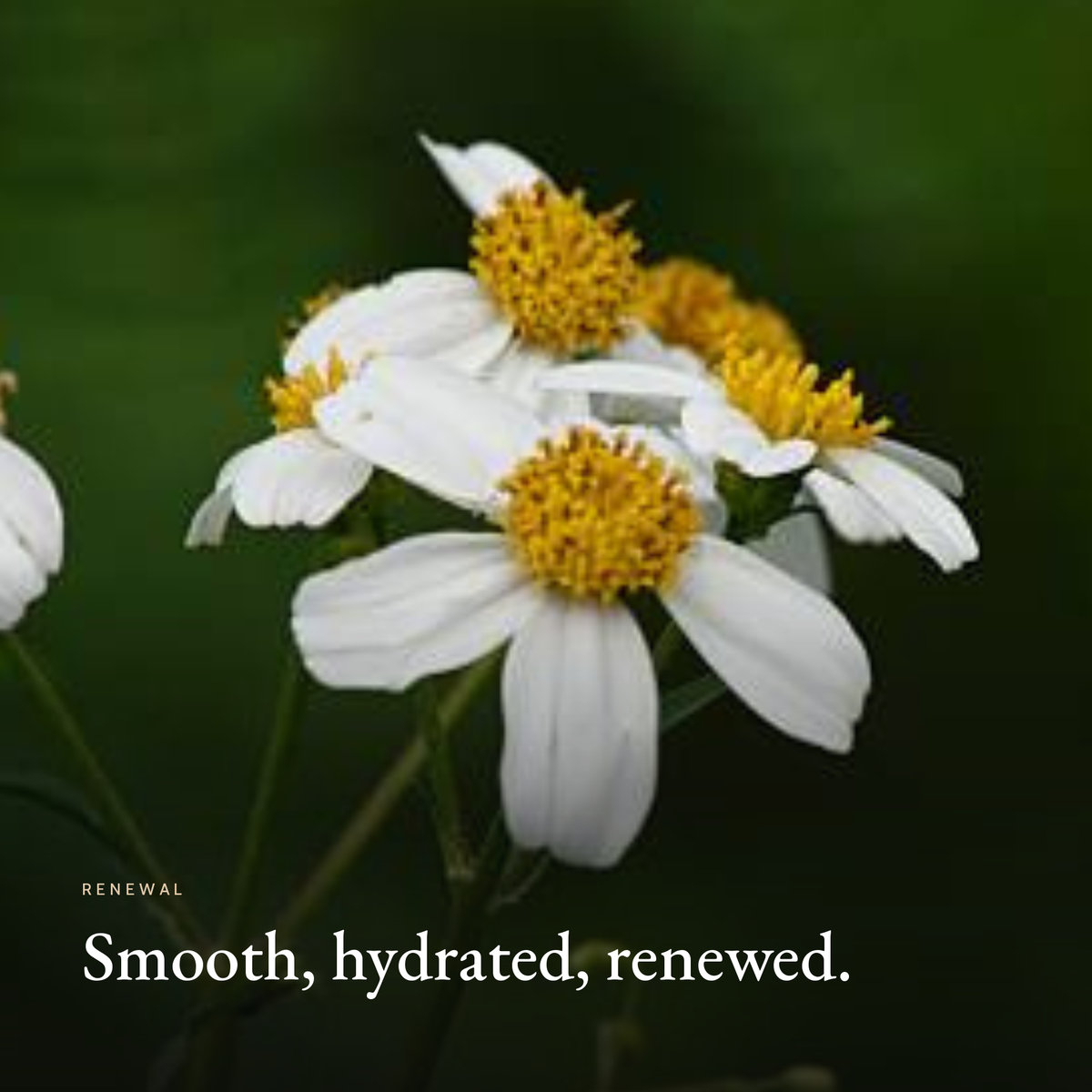 Smooth, hydrated, renewed mood image for Retinol Alternative Moisturizer