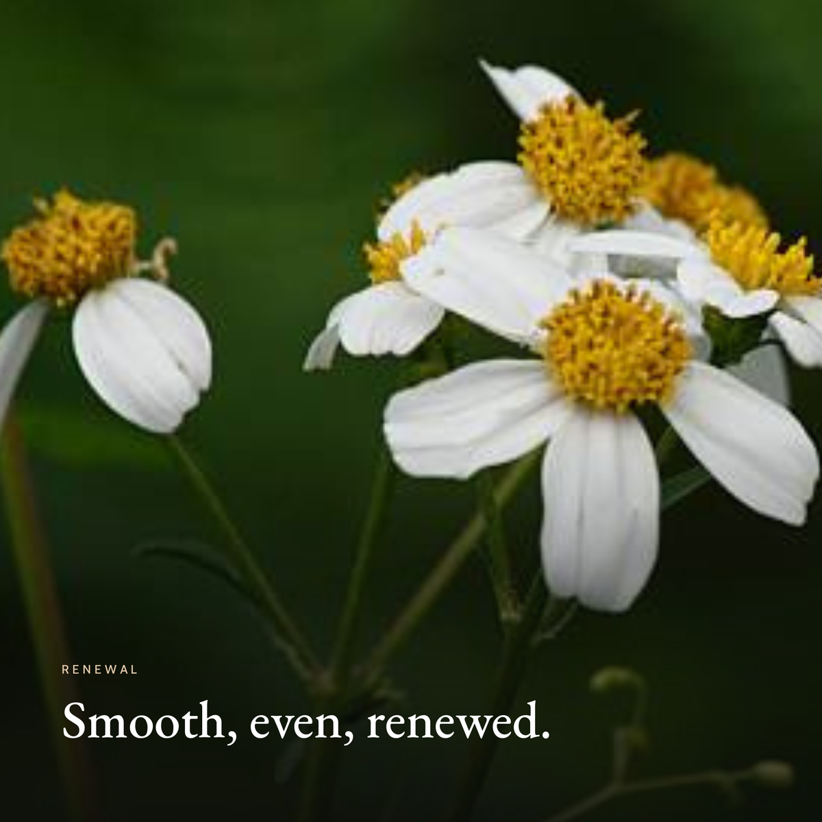 Smooth, even, renewed mood image for Retinol Alternative Serum